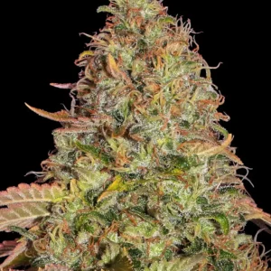 Zkittlez OG Auto Strain Samen