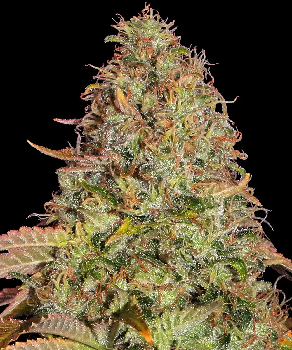 Zkittlez OG Auto Strain Samen